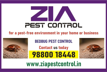 Bedbugs services near me  | Zia Pest control | Upto 40% Off | 100% safe | 2086